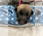 Small Photo #211 Belgian Malinois Puppy For Sale in REESEVILLE, WI, USA