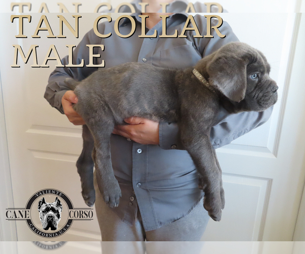 Medium Photo #6 Cane Corso Puppy For Sale in APPLE VALLEY, CA, USA
