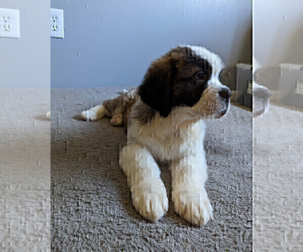 Medium Photo #4 Saint Bernard Puppy For Sale in PALM COAST, FL, USA