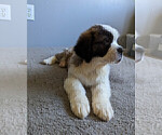 Small Photo #4 Saint Bernard Puppy For Sale in PALM COAST, FL, USA
