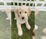 Small Photo #3 Goldendoodle Puppy For Sale in TENINO, WA, USA