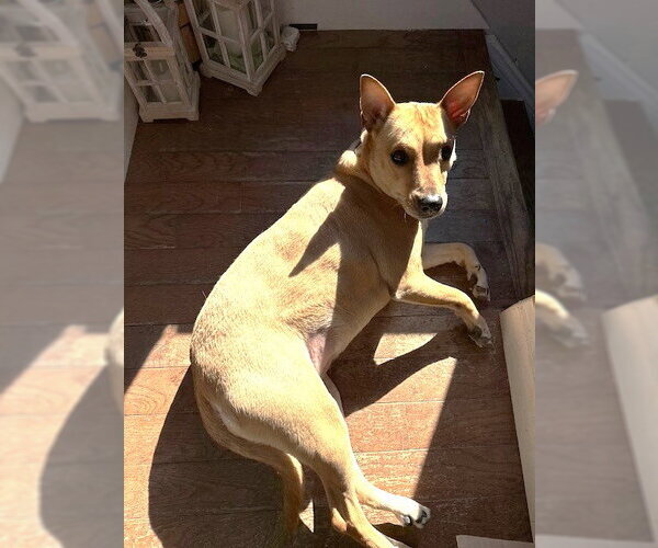 Medium Photo #4 Labrador Retriever-Unknown Mix Puppy For Sale in Jefferson, NJ, USA