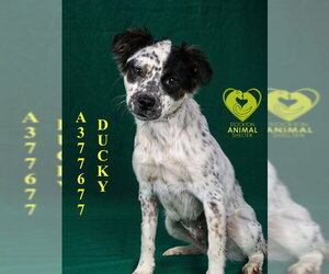 Mutt Dogs for adoption in Stockton, CA, USA