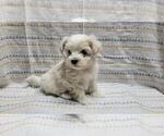 Small #9 Maltipoo