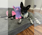 Small #1 Mutt