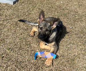 German Shepherd Dog Puppy for sale in WILMINGTON, NC, USA