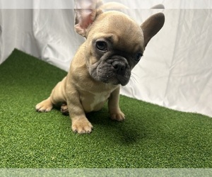 French Bulldog Puppy for sale in LOS ANGELES, CA, USA