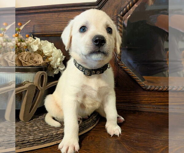 Medium Photo #3 Golden Retriever-Unknown Mix Puppy For Sale in Vail, AZ, USA