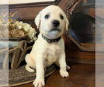 Small #2 Golden Retriever Mix