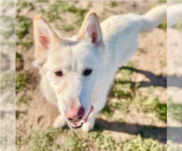 Medium Photo #1 Siberian Husky Puppy For Sale in Aurora, CO, USA