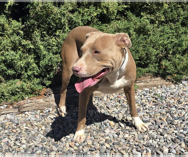 Medium Photo #2 American Staffordshire Terrier Puppy For Sale in Albuquerque, NM, USA