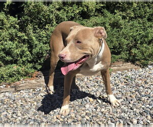 Pretty Ms Pinon ~ Cuddly Amstaff - Female American Staffordshire Terrier Dog for Adoption - Photo #2