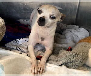 Chihuahua Dogs for adoption in Orange, CA, USA