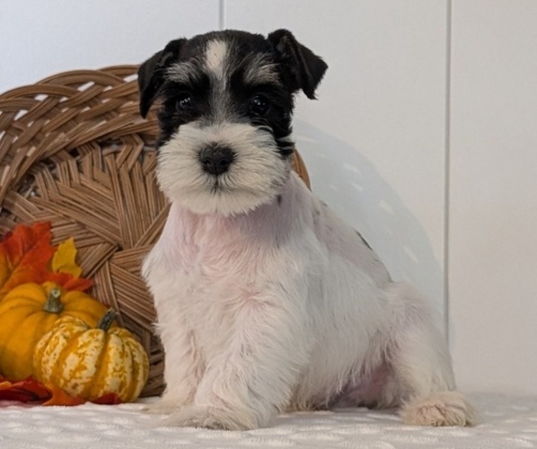 Medium Photo #2 Schnauzer (Miniature) Puppy For Sale in GOSHEN, IN, USA