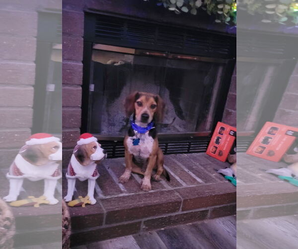 Medium Photo #6 Beagle Puppy For Sale in Las Vegas, NV, USA