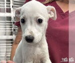 Small #1 Mutt