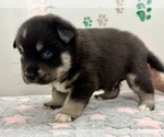 Small Photo #26 Pomsky-Shiba Inu Mix Puppy For Sale in NASHUA, NH, USA