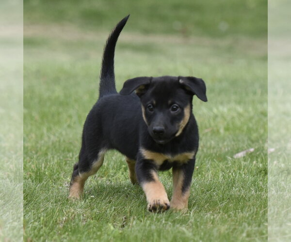 Medium Photo #1 Borador Puppy For Sale in Mechanicsburg, PA, USA