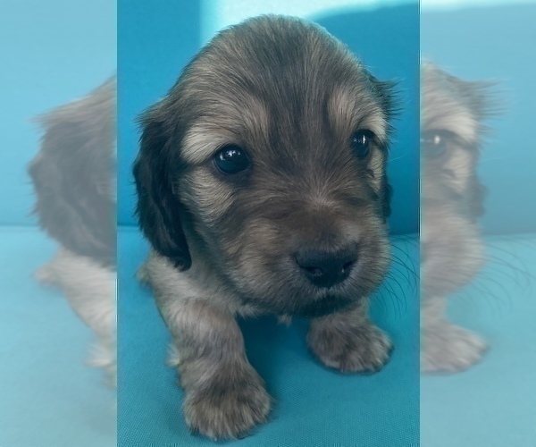 Medium Photo #7 Dachshund Puppy For Sale in SAVANNAH, TX, USA
