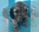 Small Photo #7 Dachshund Puppy For Sale in SAVANNAH, TX, USA