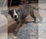Small Catahoula Leopard Dog Mix