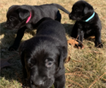 Small Photo #8 Labrador Retriever Puppy For Sale in ATHENS, GA, USA