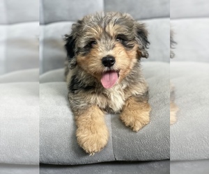 Miniature Bernedoodle Puppy for sale in ARCADIA, CA, USA