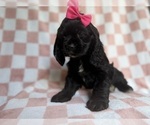 Small #6 Cocker Spaniel