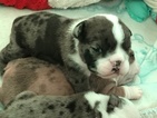 Small Photo #1 Bulldog Puppy For Sale in LINDSAY, OK, USA