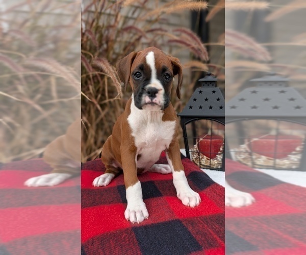 Medium Photo #61 Boxer Puppy For Sale in GOSHEN, IN, USA