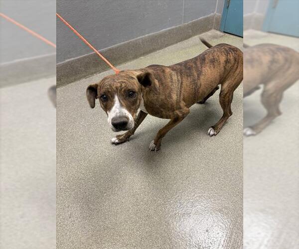 Medium Photo #1 American Staffordshire Terrier-Unknown Mix Puppy For Sale in Las Vegas, NV, USA