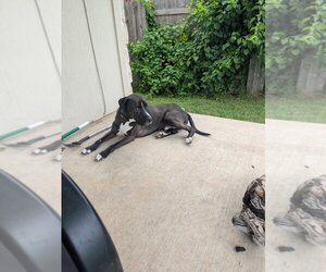 Turk - Male Great Dane-Labrador Retriever Mix Dog for Adoption - Photo #8