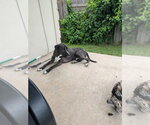Small #7 Great Dane-Labrador Retriever Mix