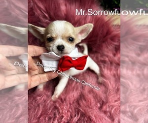 Chihuahua Puppy for Sale in TRACY, California USA