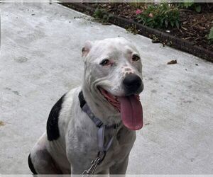 American Pit Bull Terrier-Unknown Mix Dogs for adoption in Rowlett, TX, USA