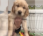 Puppy Green Golden Retriever