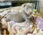 Small #16 Australian Kelpie