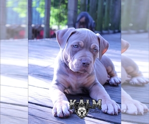 American Bully Puppy for sale in TENAHA, TX, USA