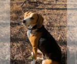 Small Photo #5 Beagle-Unknown Mix Puppy For Sale in Valrico, FL, USA