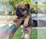 Small Photo #3 French Bulldog Puppy For Sale in PASADENA, CA, USA