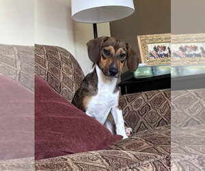 Raggle Dogs for adoption in Southbury, CT, USA