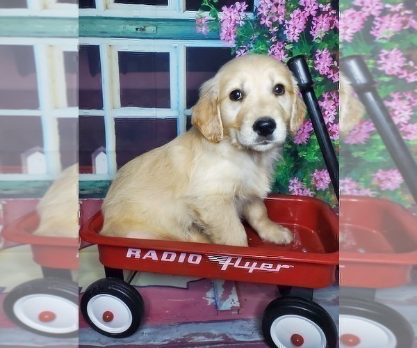 Medium Photo #1 Golden Retriever Puppy For Sale in ELKHART, IN, USA