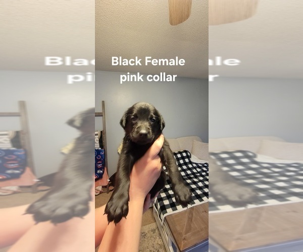 Medium Photo #3 Labrador Retriever Puppy For Sale in CHATHAM, IL, USA