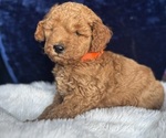 Small #5 Goldendoodle (Miniature)