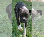Small Photo #4 Boston Terrier-Boxer Mix Puppy For Sale in Attalka, AL, USA