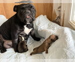 Midnight - Female Bulldog-Unknown Mix Dog for Adoption - Small photo