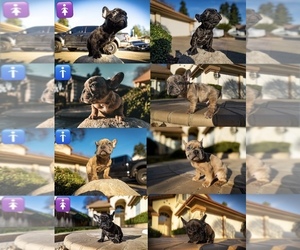 French Bulldog Puppy for sale in GALT, CA, USA