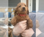 Small Photo #7 Goldendoodle Puppy For Sale in MANSFIELD, MO, USA