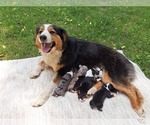 Small Photo #1 Australian Shepherd Puppy For Sale in SAINT JOHNS, MI, USA
