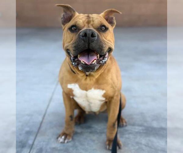 Medium Photo #2 American Staffordshire Terrier Puppy For Sale in Camarillo, CA, USA